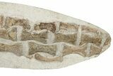 35.6" Fossil Plesiosaur Paddle - Asfla, Morocco - #201875-5